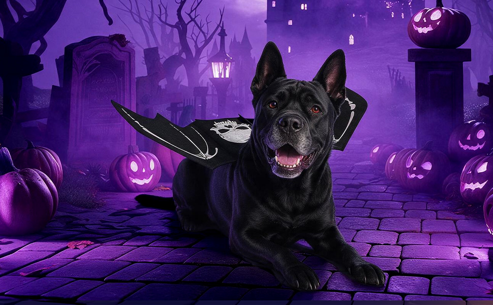 Halloween Bat Wing Dog Costume - Image 12
